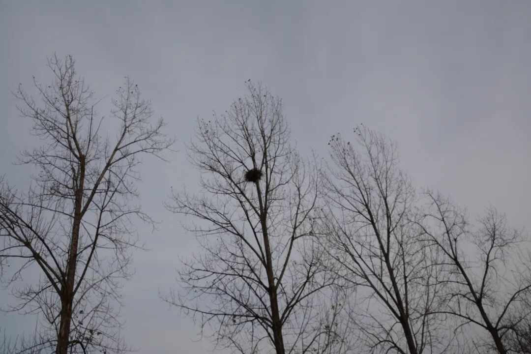 诗天子[gf]2022[/gf]诗刊|诗歌精选第338期