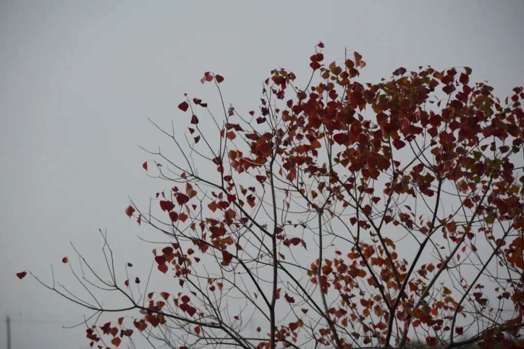 让肉身纵情起舞让灵魂肆意沉醉,陶醉坠落到暮光之下,草根之下挤压灵魂