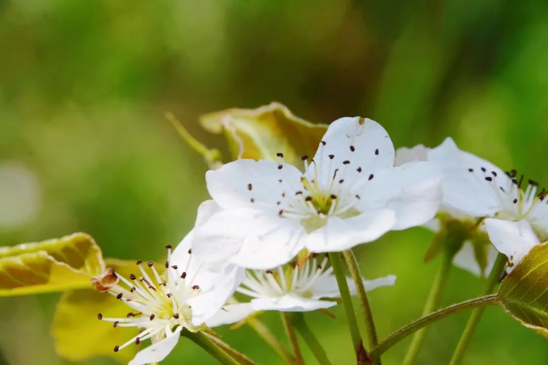 每日好詩春暮花落雨外二首