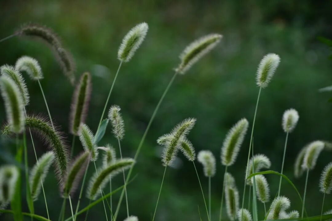 诗天子gf2022gf诗刊诗歌精选第269期