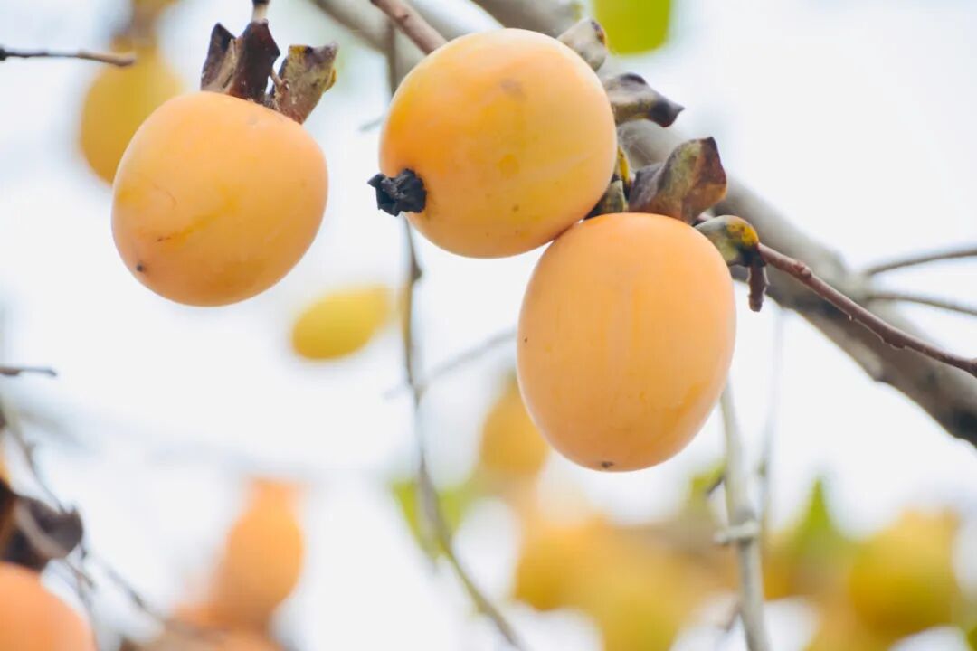 诗天子[gf]2022[/gf]诗刊|诗歌精选第331期