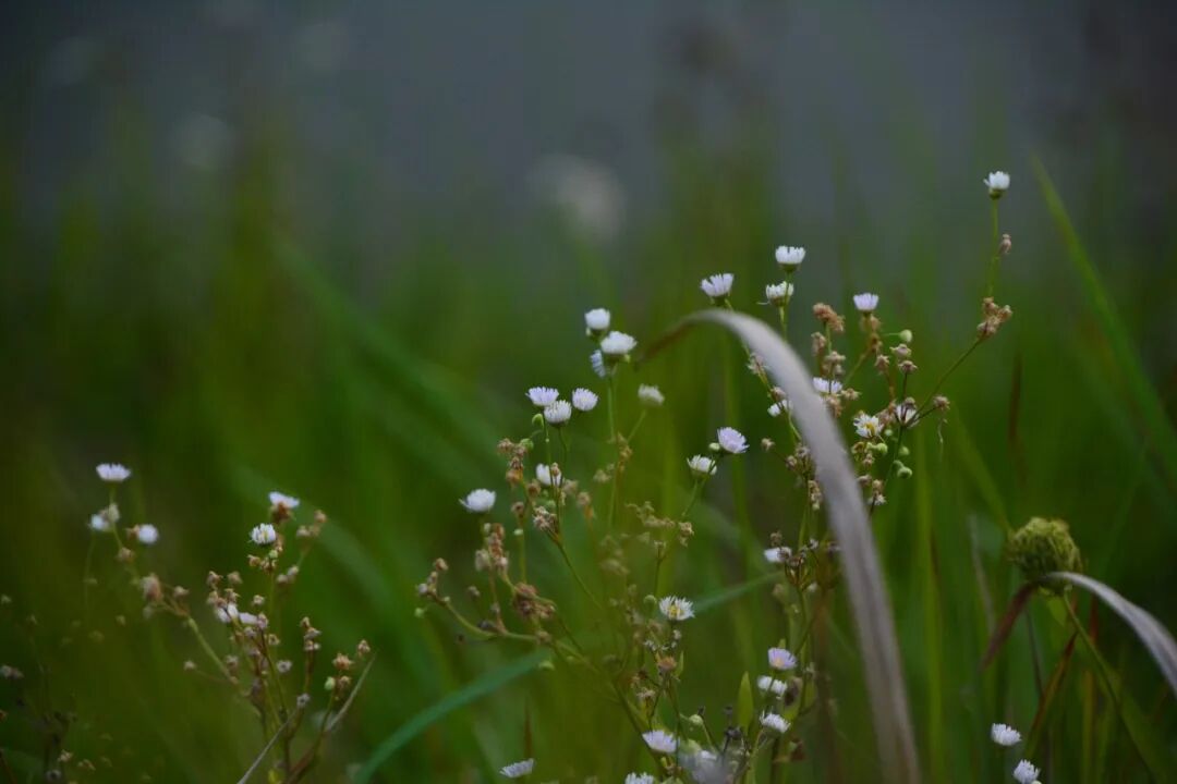 每日好诗|我有一种敬畏,原本出自一颗真心