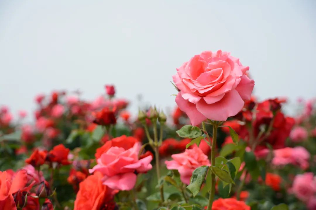 耿兵诗选|六月,献给爱情(组诗)