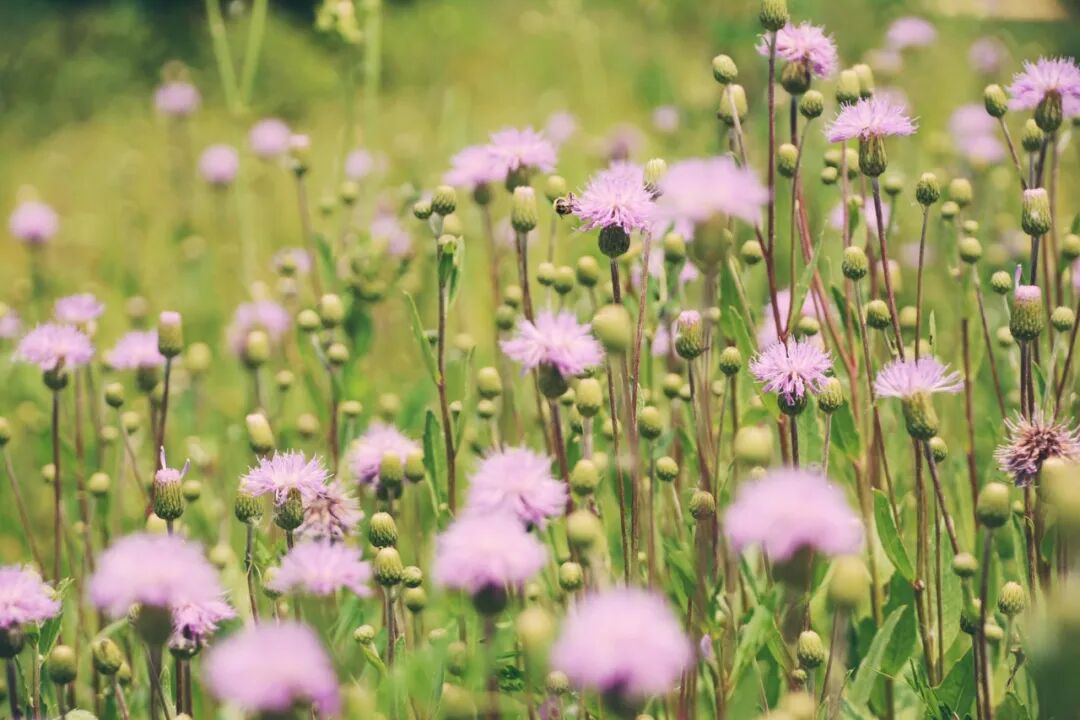 诗天子61诗刊|诗歌精选第358期