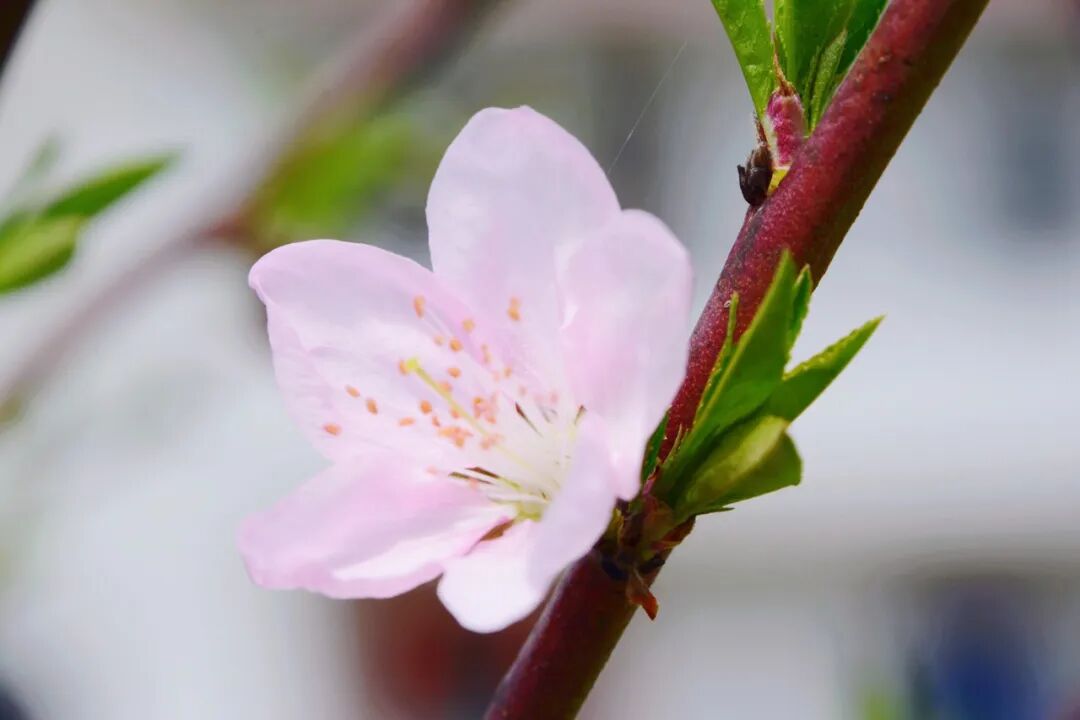 作者:耿兵,网名:厚德载物,七零后,大专文化,江苏省作家协会会员,读睡