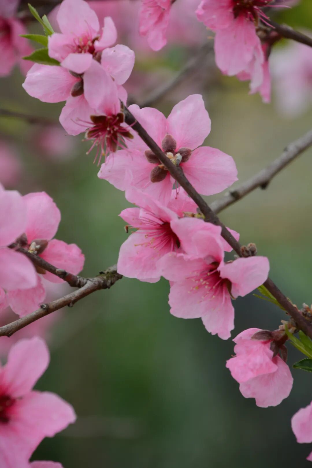 每日好诗离开你宛如离开春天