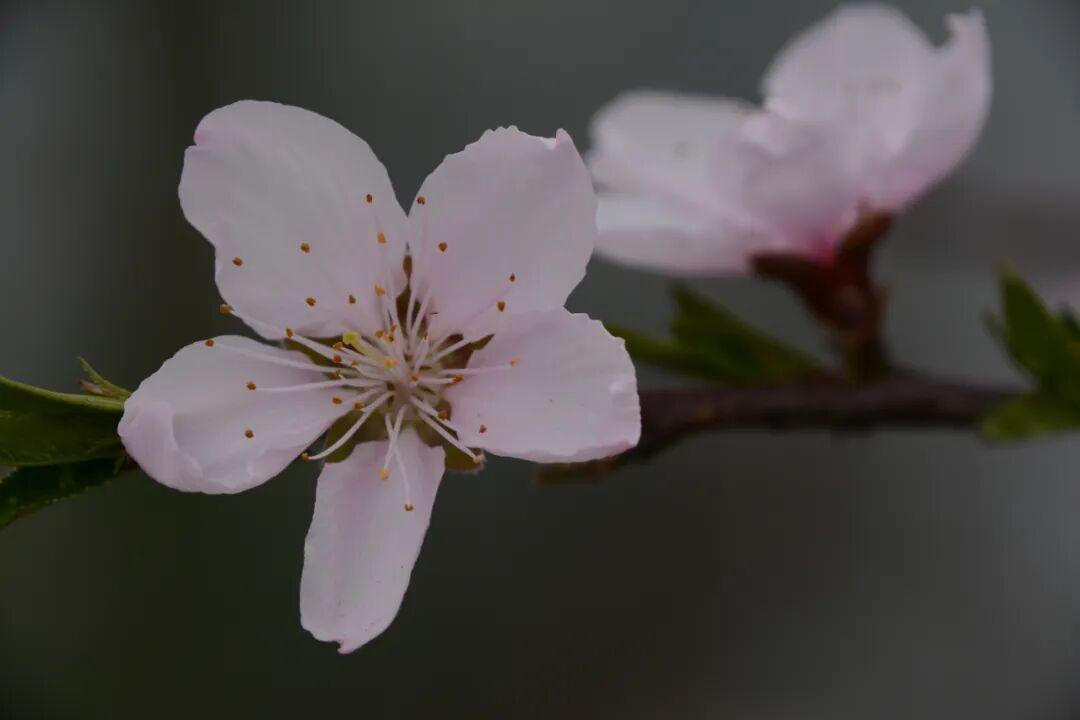 每日好诗|有一种甜蜜胜过书页翻动的声音