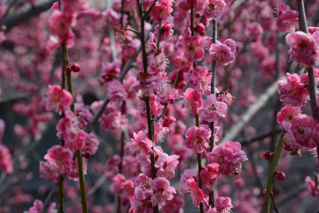 每日好诗花在一首诗里落下那就是风吹残红