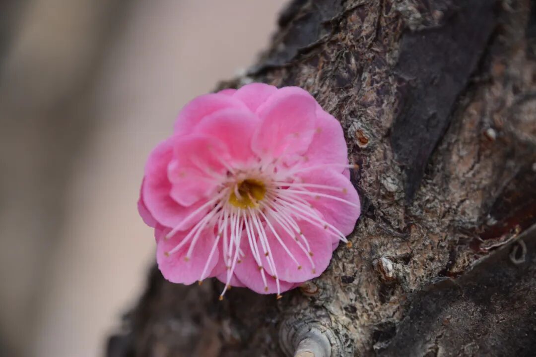 房甲青诗选|我欠春天一次怒放