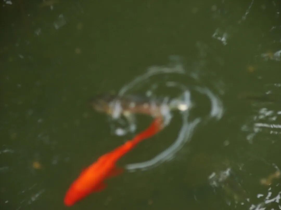 诗天子gf2022gf诗刊诗歌精选第265期