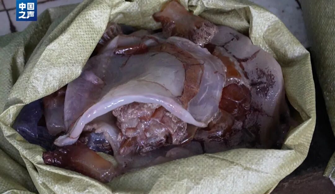 抓不完！浙江一发电厂遭海蜇“大规模入侵”，什么原因造成的？