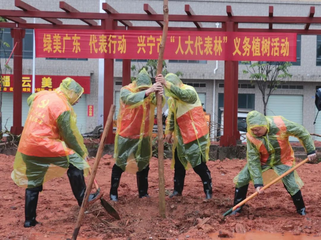 市人大常委会组织开展人大代表林义务植树活动