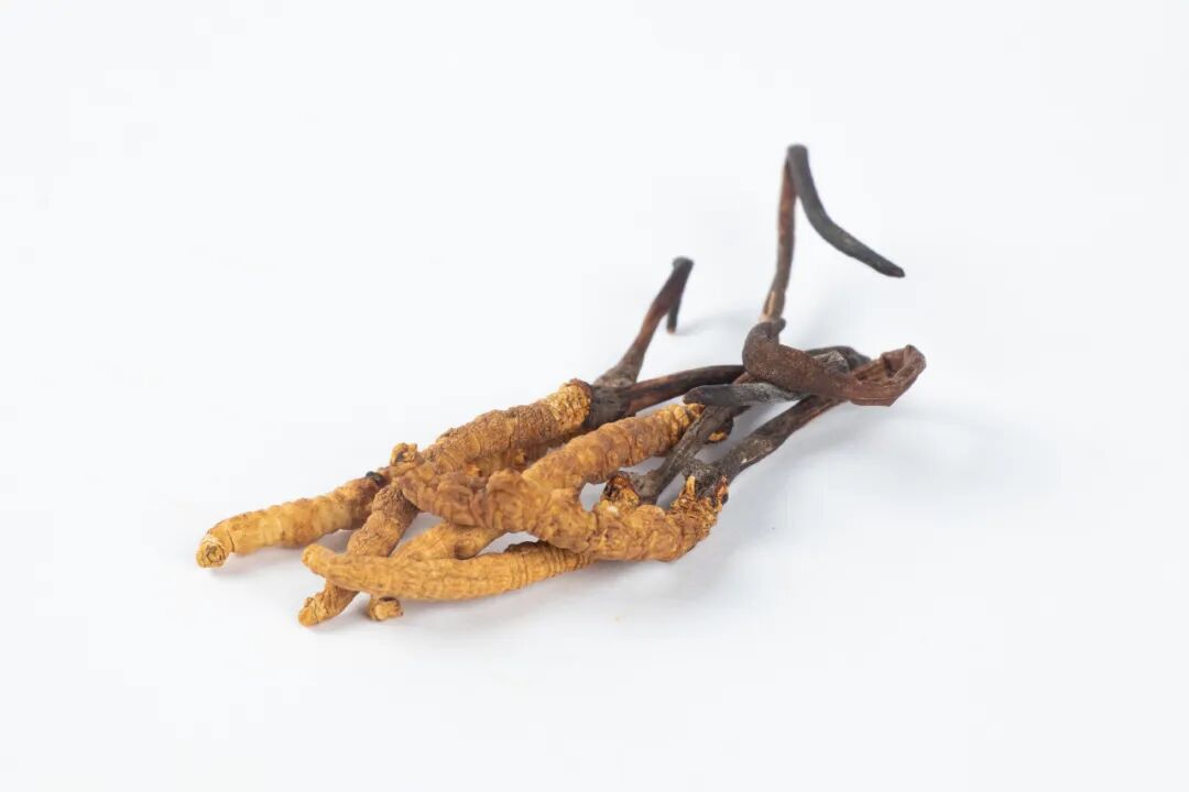 这两个时间点吃虫草最好很多人都没吃对