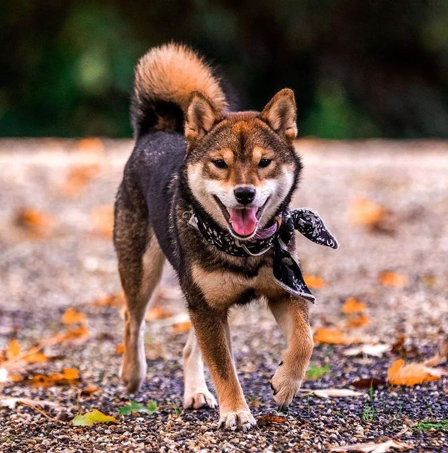 来人啊 这里有个柴犬 烤糊了 狗与爱的世界 微信公众号文章