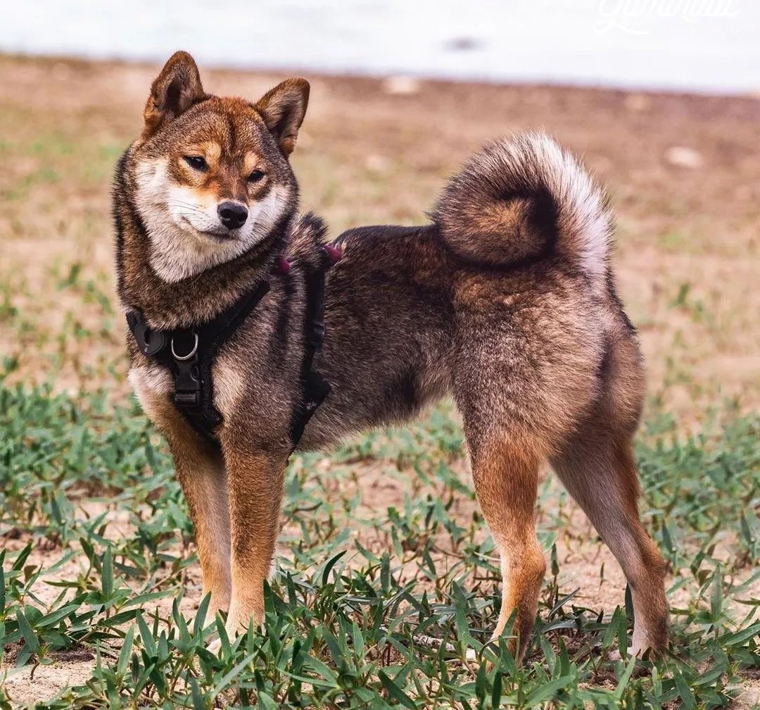 来人啊 这里有个柴犬 烤糊了 狗与爱的世界 微信公众号文章阅读 Wemp