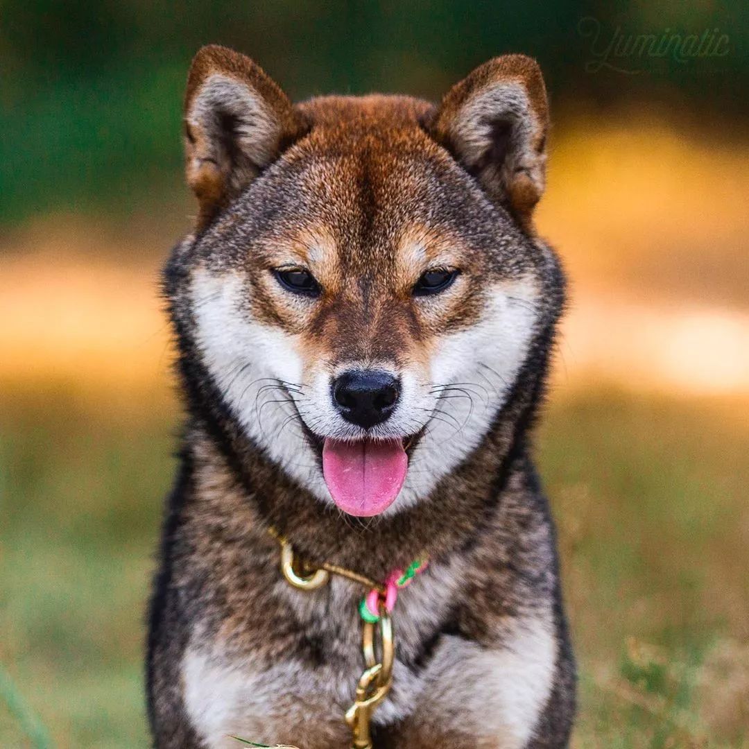 来人啊 这里有个柴犬 烤糊了 狗与爱的世界 微信公众号文章阅读 Wemp