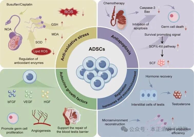 Diagram illustrating the role of adipose-derived stem cells (ADSCs) in testicular function. The main sections include anti-oxidative stress, antiapoptosis, autocrine growth factors, and hormone regulation. In the anti-oxidative stress area, ADSCs regulate antioxidant enzymes reducing ROS. The antiapoptosis section shows inhibition of apoptosis and germ cell death. The autocrine growth factors area indicates promotion of germ cell proliferation, angiogenesis, and blood-testis barrier repair. Lastly, hormone regulation features microenvironment reconstruction, hormone recovery, and enhancement of sperm production efficiency.
