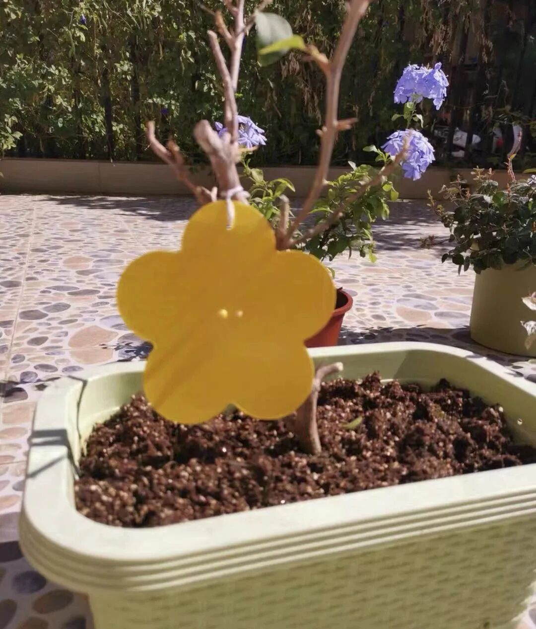 买一次吃半年 这几种菜阳台就能种 轻松打造小菜园 柠檬资讯