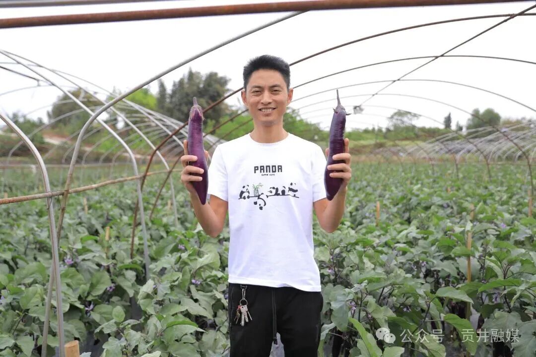 茄子种植农户.JPG