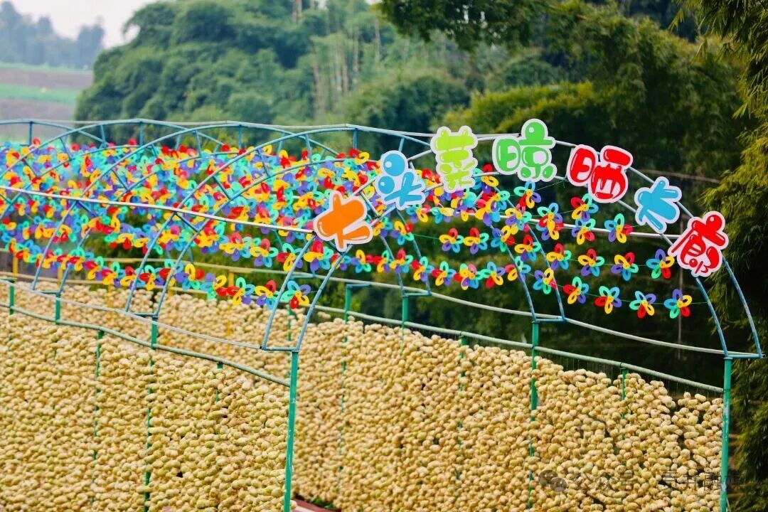 大头菜风干晾晒长廊.jpg