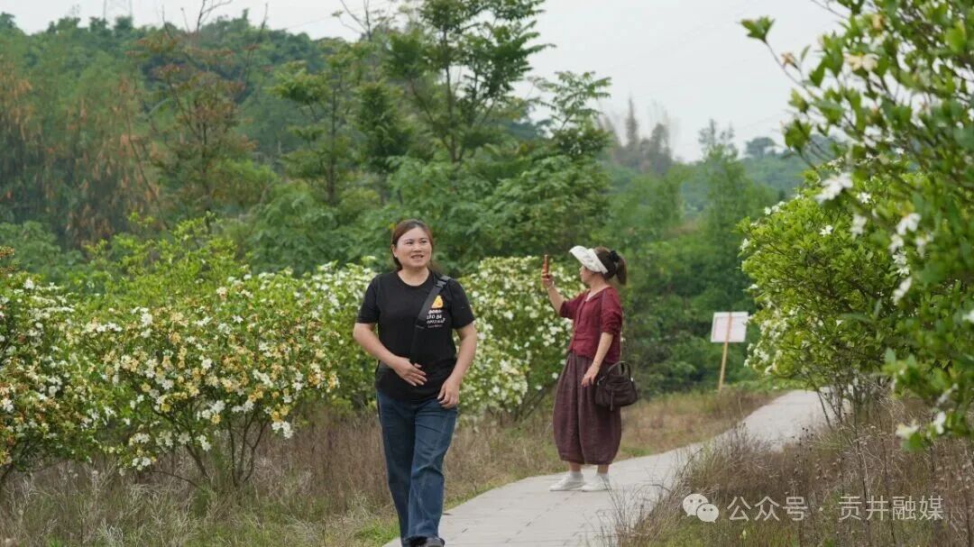 游客观赏栀子花 (3).JPG