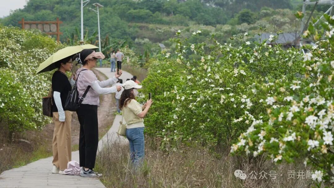 游客观赏栀子花 (1).JPG