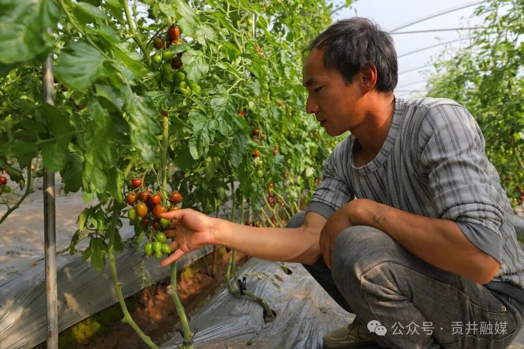 番茄种植农户.JPG