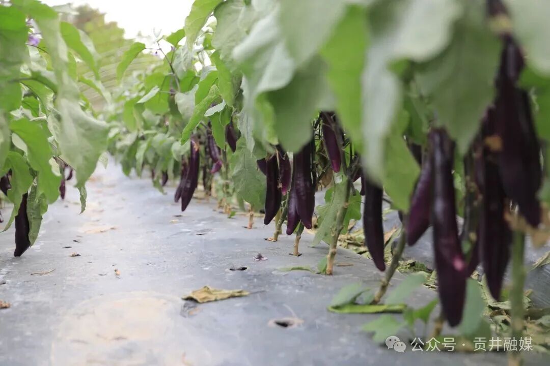 茄子.JPG