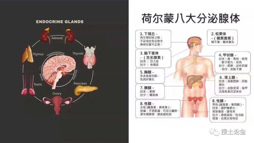 隐藏在身体里的健康密码——荷尔蒙