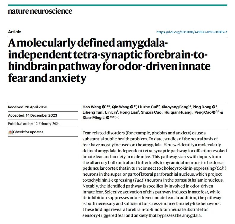 利用微型化雙光子技術揭示恐懼和焦慮新機制