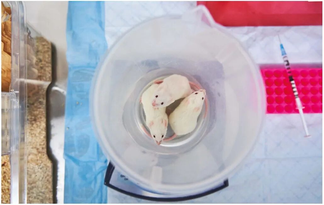 各国减少实验动物使用