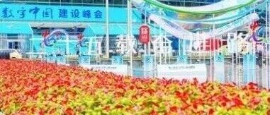 cover_image