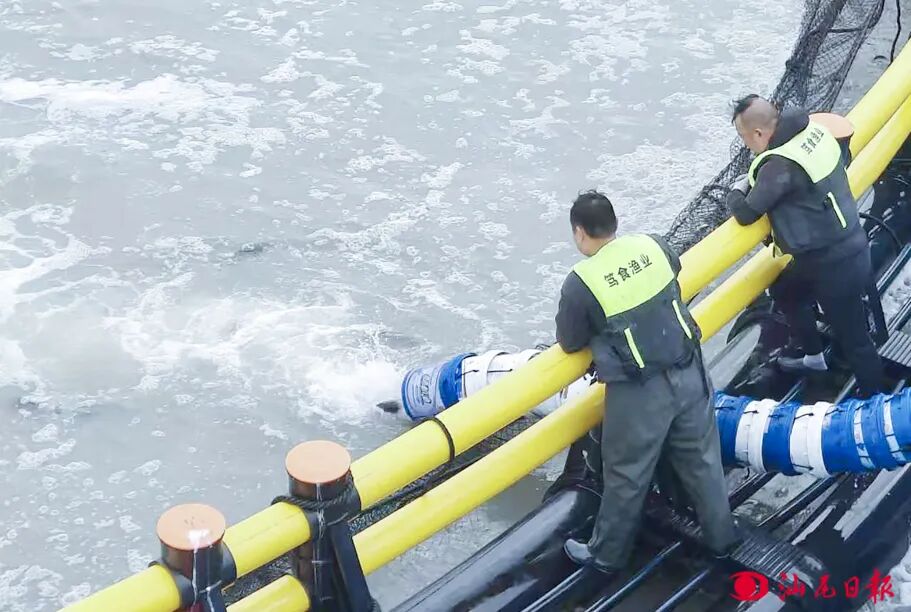 工作人员将渔船上的鱼苗投放到网箱内。汕尾日报记者  许楚璇  摄