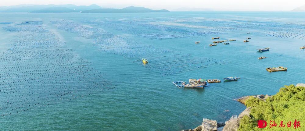 海洋牧场一角。汕尾日报记者  陈茂辛  摄
