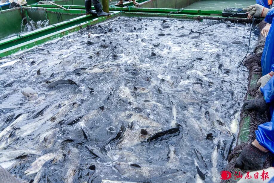 鮸鱼鱼苗逐步投入网箱。汕尾日报记者  陈茂辛  摄