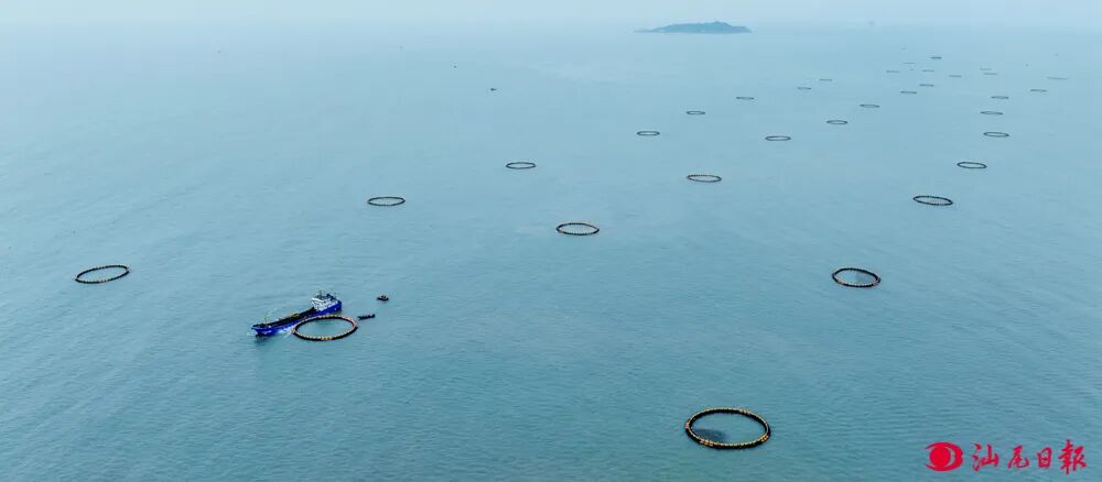 海洋牧场上整齐排列的网箱。汕尾日报记者  陈茂辛  摄