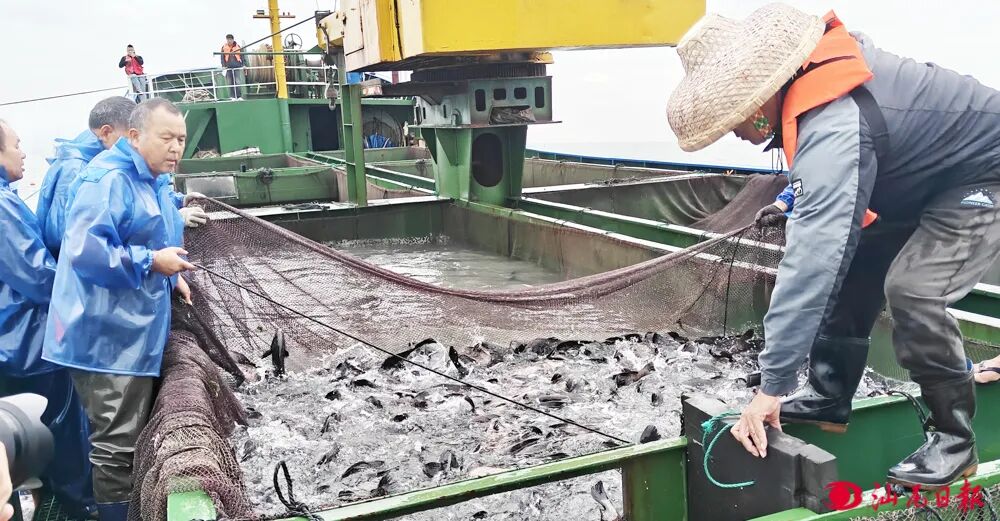 工作人员对渔船上的鱼苗拉网送入投放管道。汕尾日报记者  许楚璇  摄