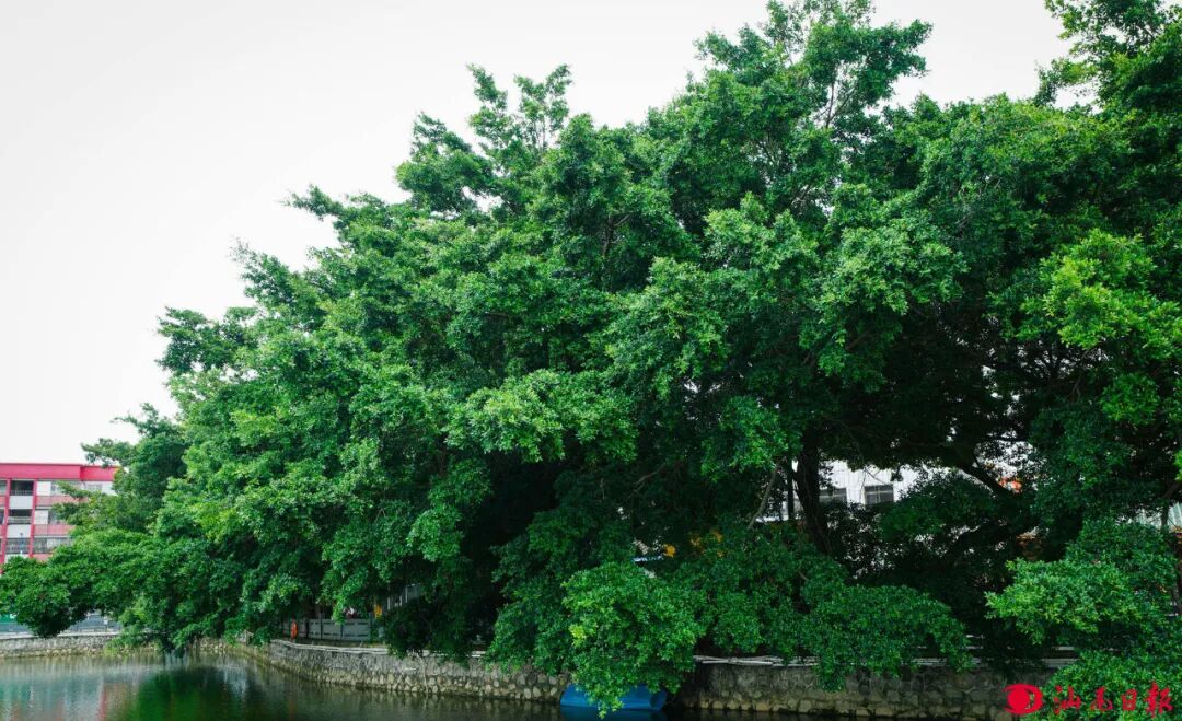 海城南湖边150年的榕树。

