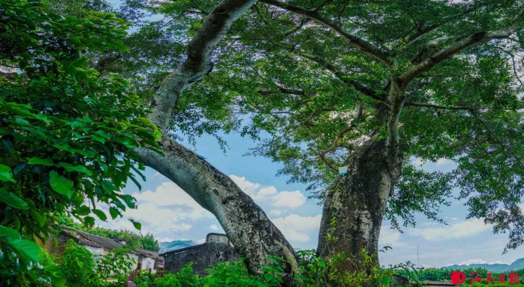 梅陇将军帽130年的榕树。

