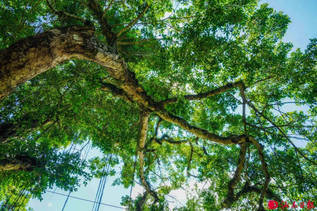 梅陇水口280年的榕树。

