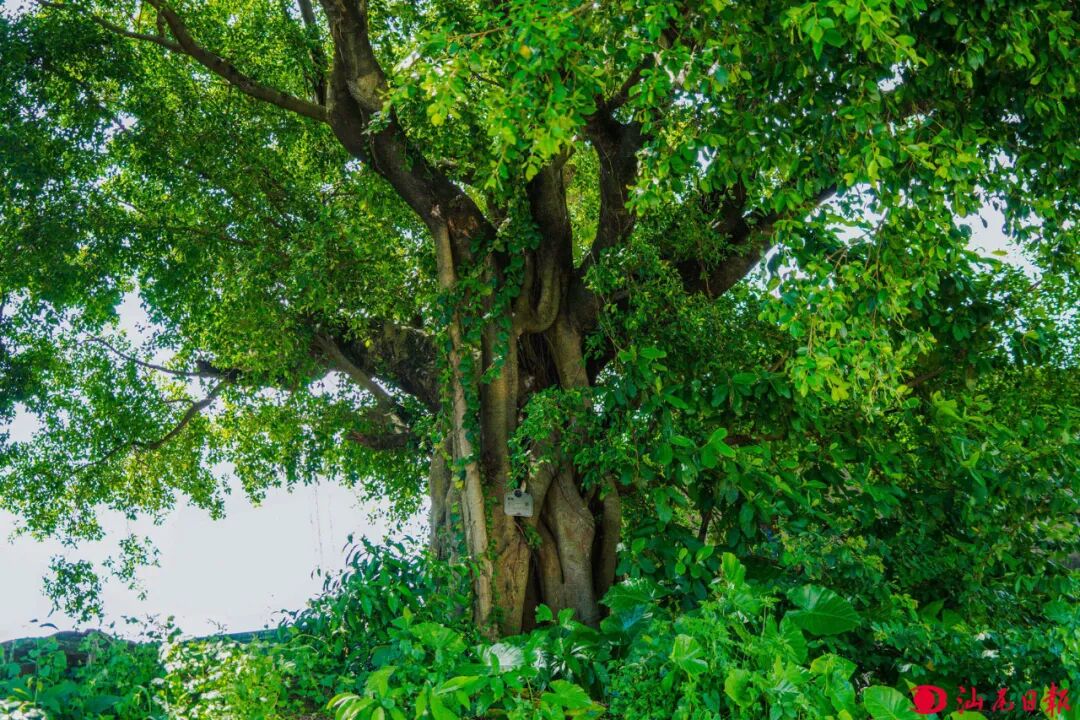 梅陇凤山林200年的榕树。

