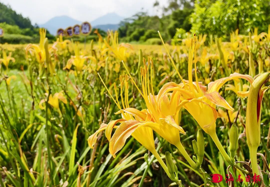 7盛开的金针菜花-黄奕锋 摄.jpg