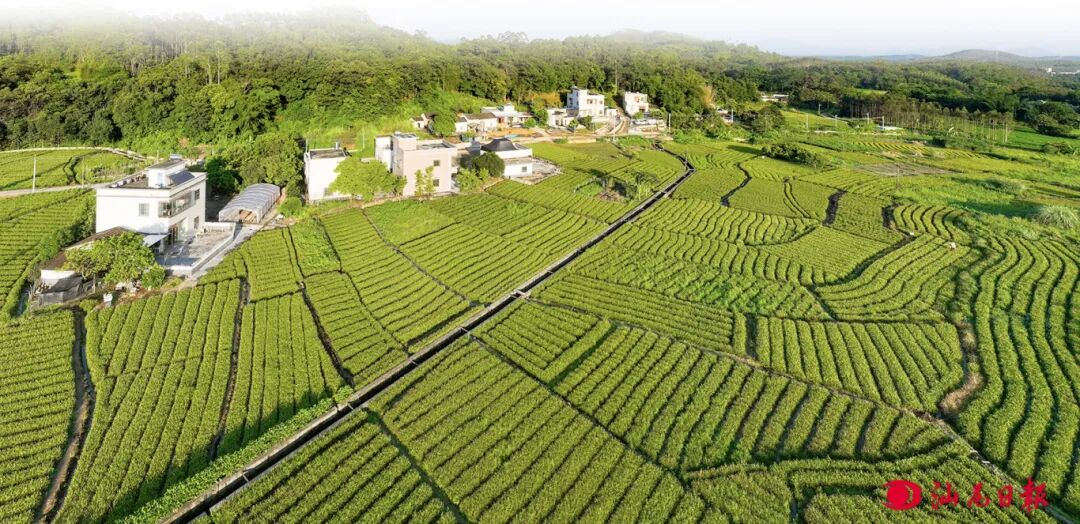 1黄羌镇虎噉村种满金针菜田-黄奕锋 摄.jpg