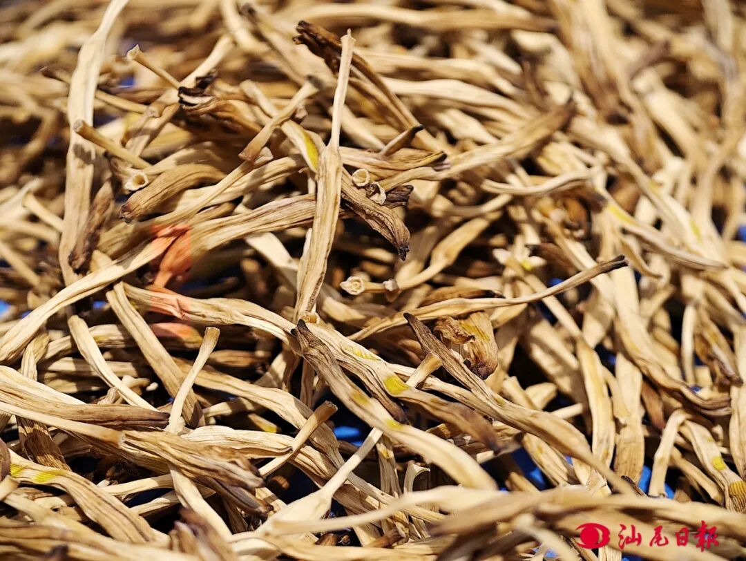 8晒干后的金针菜--黄奕锋 摄.jpg