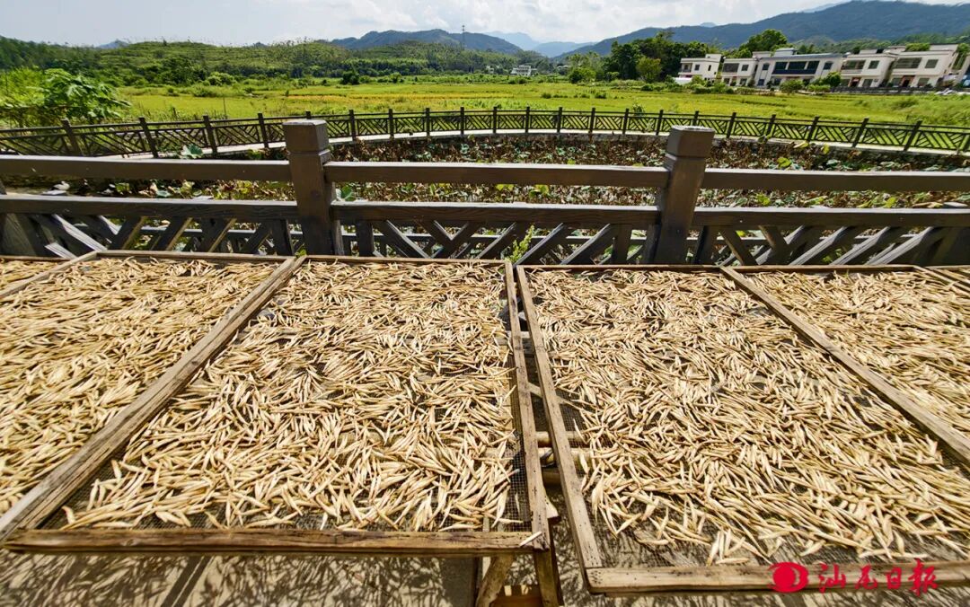 4虎噉村大埕晒满金针菜-黄奕锋 摄.jpg