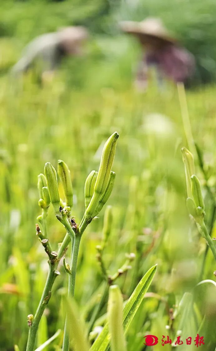 饱满的金针菜花蕾-黄奕锋 摄.jpg