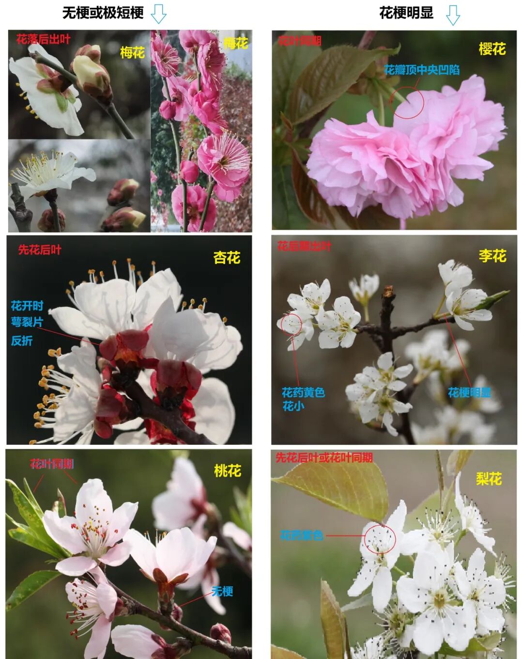 杏花是什么颜色