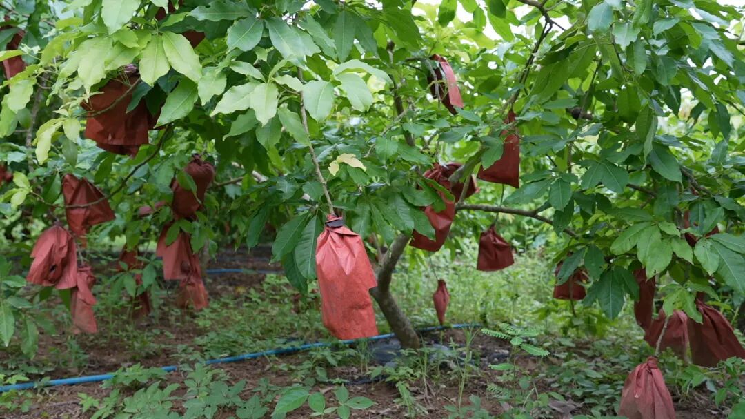 公司的冰淇淋果园基地,只见一排排果树上挂满了用纸袋包裹着的果实