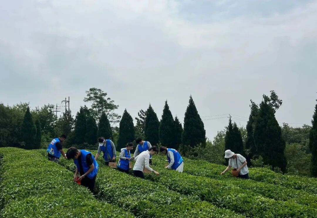 青春康养・三下乡｜我校“茶乡劳育助农”实践团队赴西湖镇开展社会实践活动