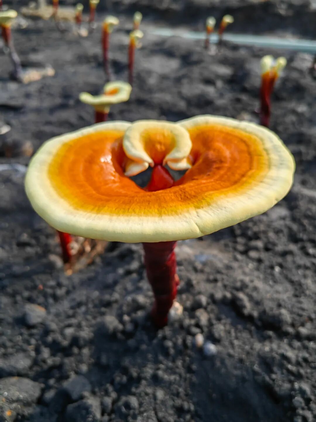 灵芝具有广泛性那么灵芝究竟灵在哪?灵芝被称为东方
